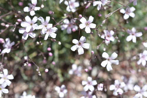 Gypsophila patrinii