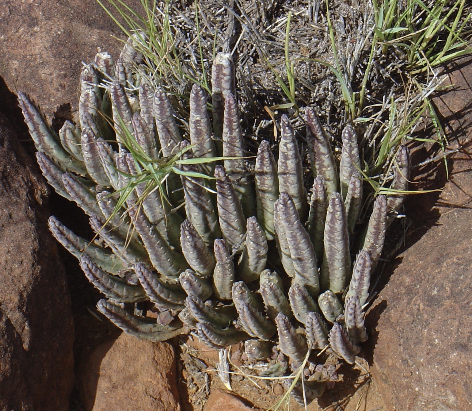 Stapelia olivacea N.E.Br. 2