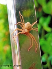 Araneae