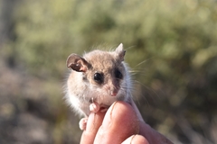 Cercartetus concinnus