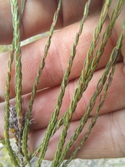 Wahlenbergia unidentata