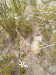 Wahlenbergia unidentata