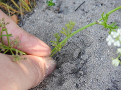 Dasispermum
