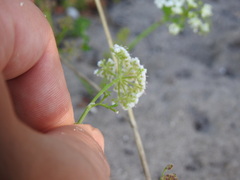 Dasispermum