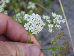 Dasispermum