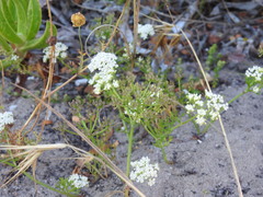 Dasispermum