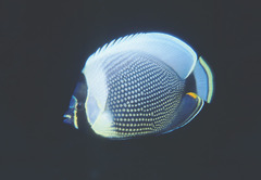 Chaetodon reticulatus