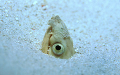Ophichthus altipennis