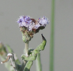 Denekia capensis image