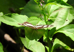 Castilia