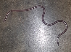 Myriopholis longicauda