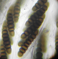 Preussia octomera