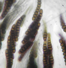Preussia octomera