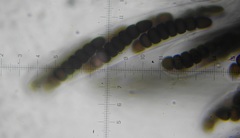 Preussia octomera