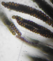 Preussia octomera