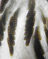 Preussia octomera