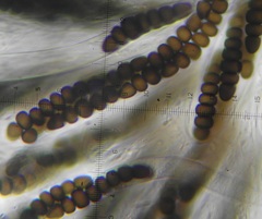 Preussia octomera