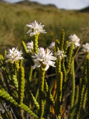 Veronica lycopodioides