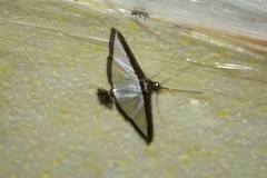 Diaphania superalis