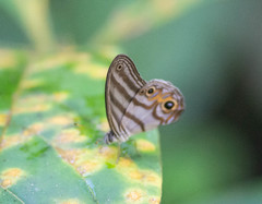 Chloreuptychia herseis