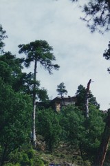 Pinus nigra salzmannii