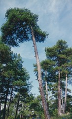 Pinus nigra salzmannii