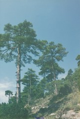 Pinus nigra salzmannii