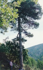 Pinus nigra salzmannii
