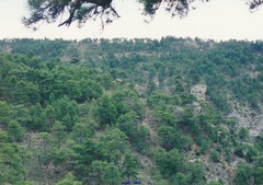 Pinus nigra salzmannii