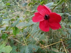 Hibiscus uncinellus