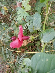 Hibiscus uncinellus