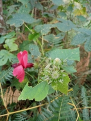 Hibiscus uncinellus