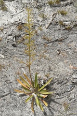 Stylidium crassifolium