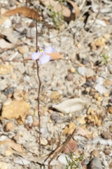 Lobelia heterophylla