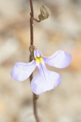 Lobelia heterophylla