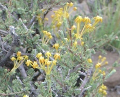 Lasiosiphon meisnerianus