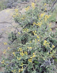 Lasiosiphon meisnerianus