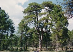 Pinus nigra salzmannii