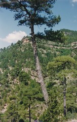 Pinus nigra salzmannii