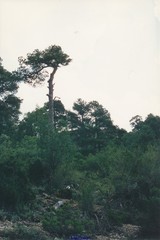 Pinus nigra salzmannii