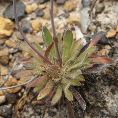 Stylidium spathulatum