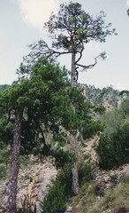 Pinus nigra salzmannii