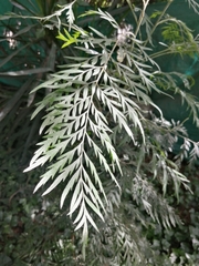 Grevillea robusta