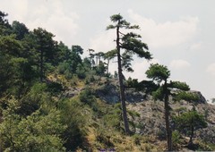 Pinus nigra salzmannii