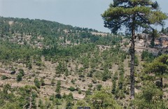 Pinus nigra salzmannii