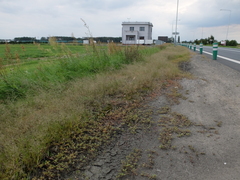 Eragrostis albensis