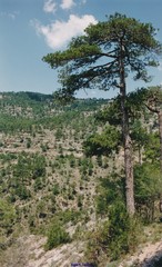 Pinus nigra salzmannii