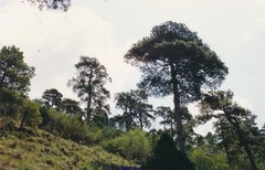 Pinus nigra salzmannii