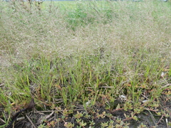 Eragrostis albensis