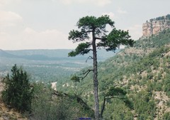 Pinus nigra salzmannii